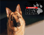 Rex felügyelő